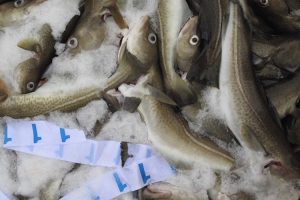 ICES recommends a 20% cut in next year's Barents Sea cod quota - @ Fiskerforum
