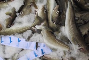 ICES recommends a 20% cut in next year's Barents Sea cod quota - @ Fiskerforum