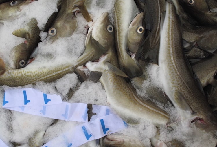 Read more about the article Recommended Barents Sea cod quota down by a fifth