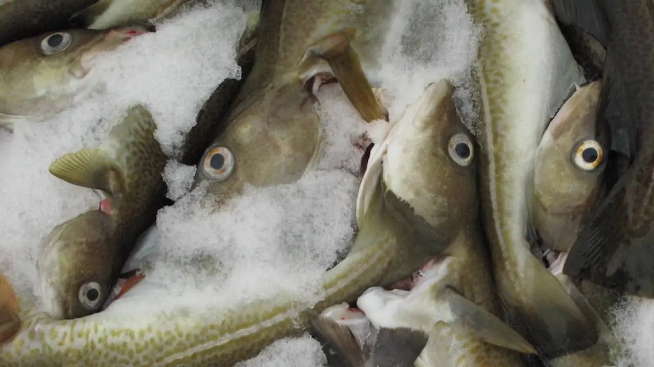 Read more about the article Canada and France agree on 3Ps cod fishery