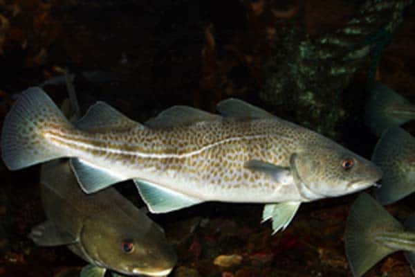 Read more about the article Low levels of heavy metals in cod