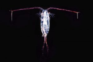 Copepods represent a vast resource in the northern oceans that are still virtually unexploited. Image: Uwe Kils/Wikipedia - @ Fiskerforum