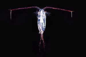 Copepods represent a vast resource in the northern oceans that are still virtually unexploited. Image: Uwe Kils/Wikipedia - @ Fiskerforum