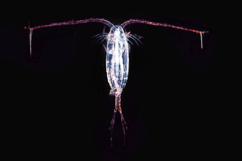 Read more about the article Norway sees commercial fishery in copepods