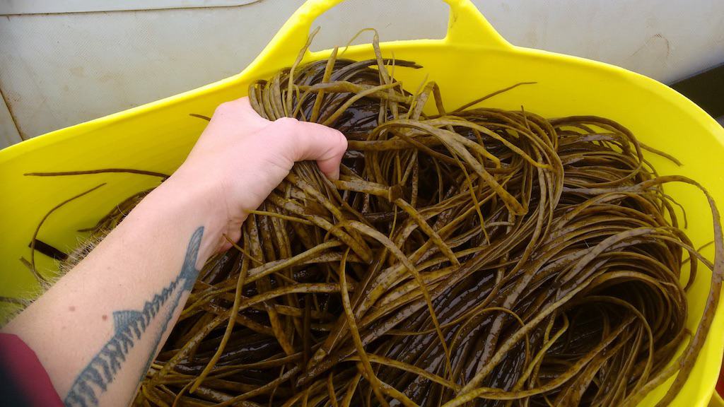 Read more about the article Funding a new wave of innovation in UK seafood