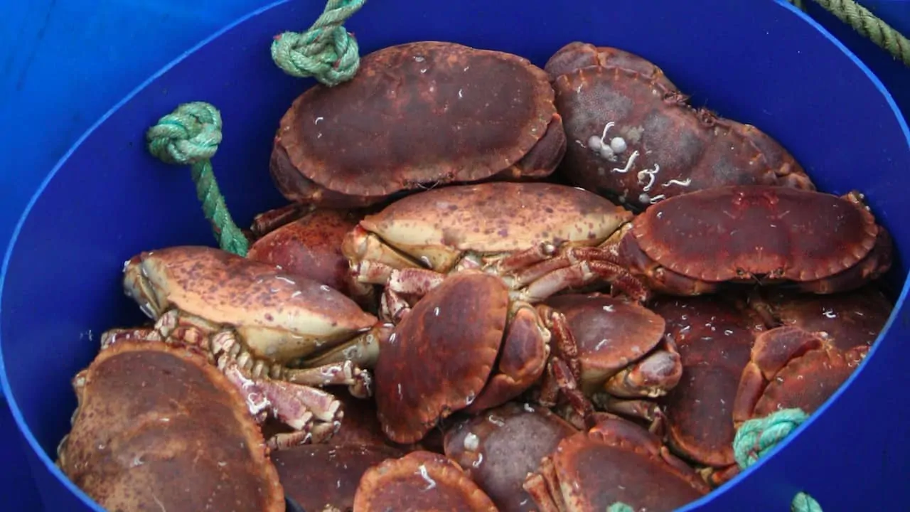 Read more about the article New rules for 2021 could cripple English seafood exports