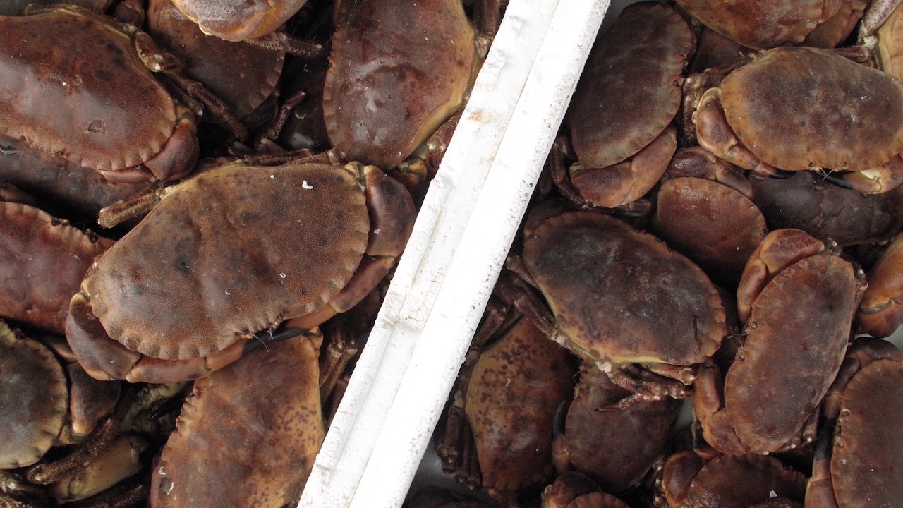 Read more about the article Deep trouble – seafloor heatwaves predicted to exceed surface extremes