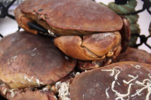 brown crab - @ Fiskerforum