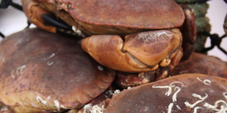 brown crab - @ Fiskerforum