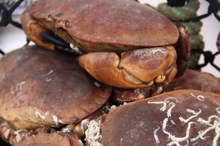 Read more about the article Joint venture crab production in Denmark