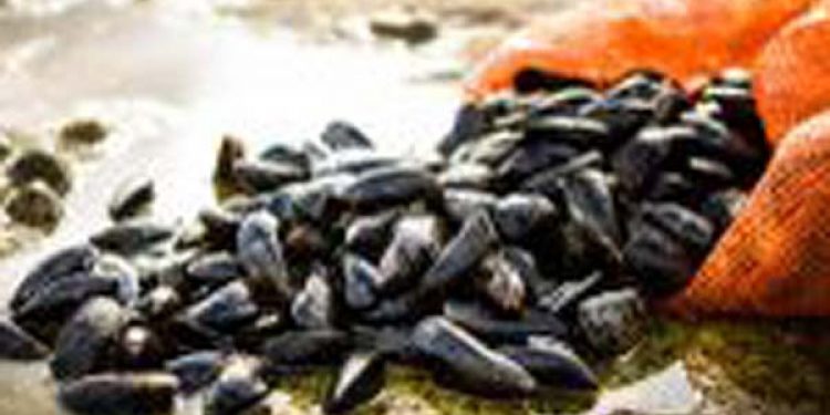 Cross-border Irish mussels limber up with MSC label. Photo: MSC - @ Fiskerforum