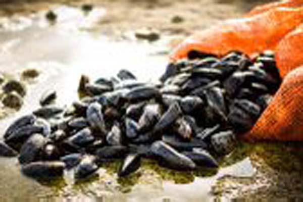 Read more about the article Cross-border Irish mussels limber up with MSC label