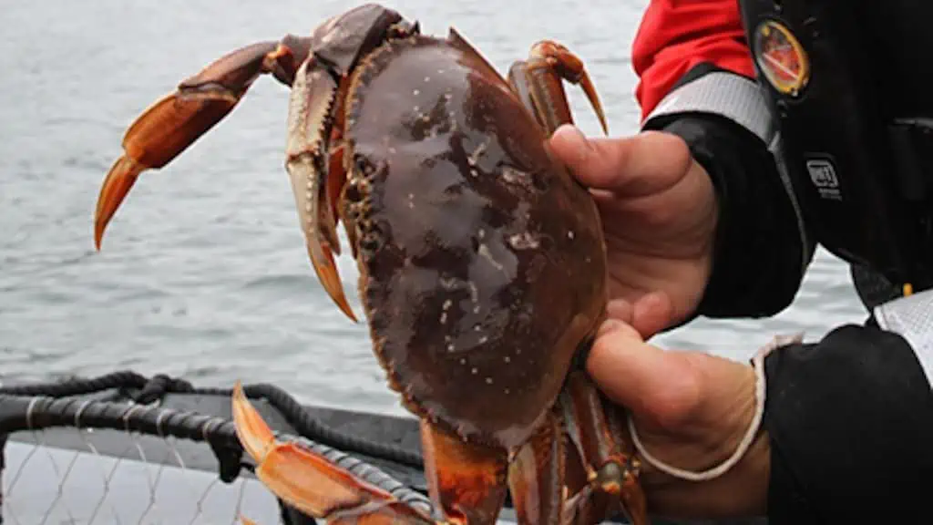 Read more about the article Crab fleet investigations lead to major penalties