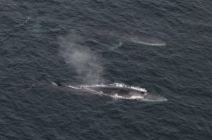 The supported enterprises include a pilot study into ropeless technology that could lead to fewer whale entaglements. Image: Fisheries and Oceans Canada - @ Fiskerforum