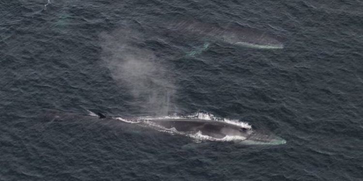 The supported enterprises include a pilot study into ropeless technology that could lead to fewer whale entaglements. Image: Fisheries and Oceans Canada - @ Fiskerforum