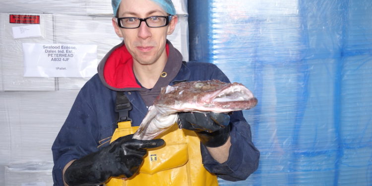 Daryl Innes is working at Seafood Ecosse in Peterhead - @ Fiskerforum
