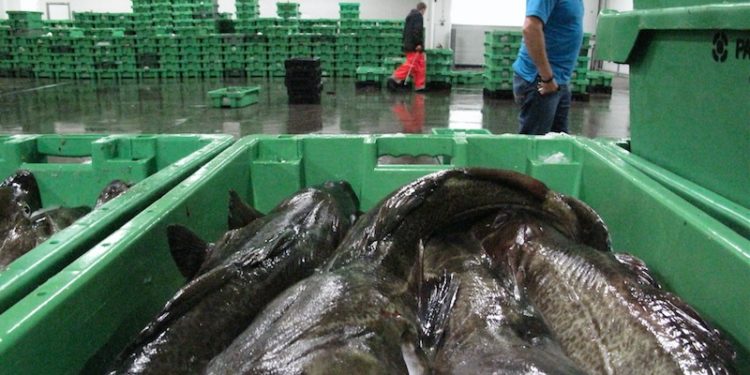 Brexit could seriously affect Danish fisheries - @ Fiskerforum