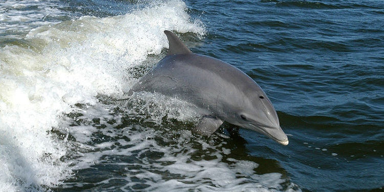 Dolphin - @ Fiskerforum