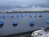 Read more about the article Dutch suspended culture mussel fishery crowned sustainable