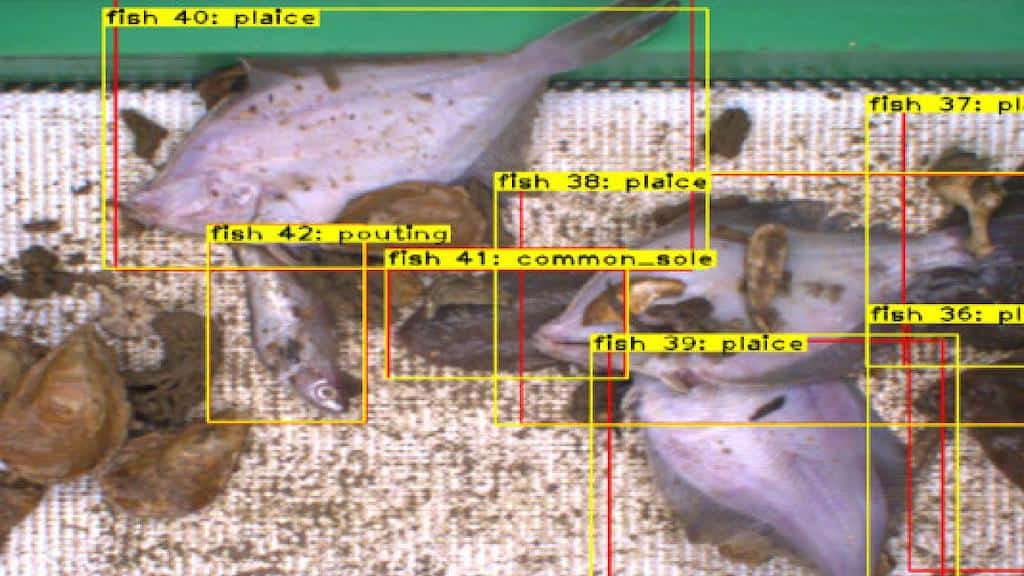 Read more about the article AI makes a difference to fisheries management