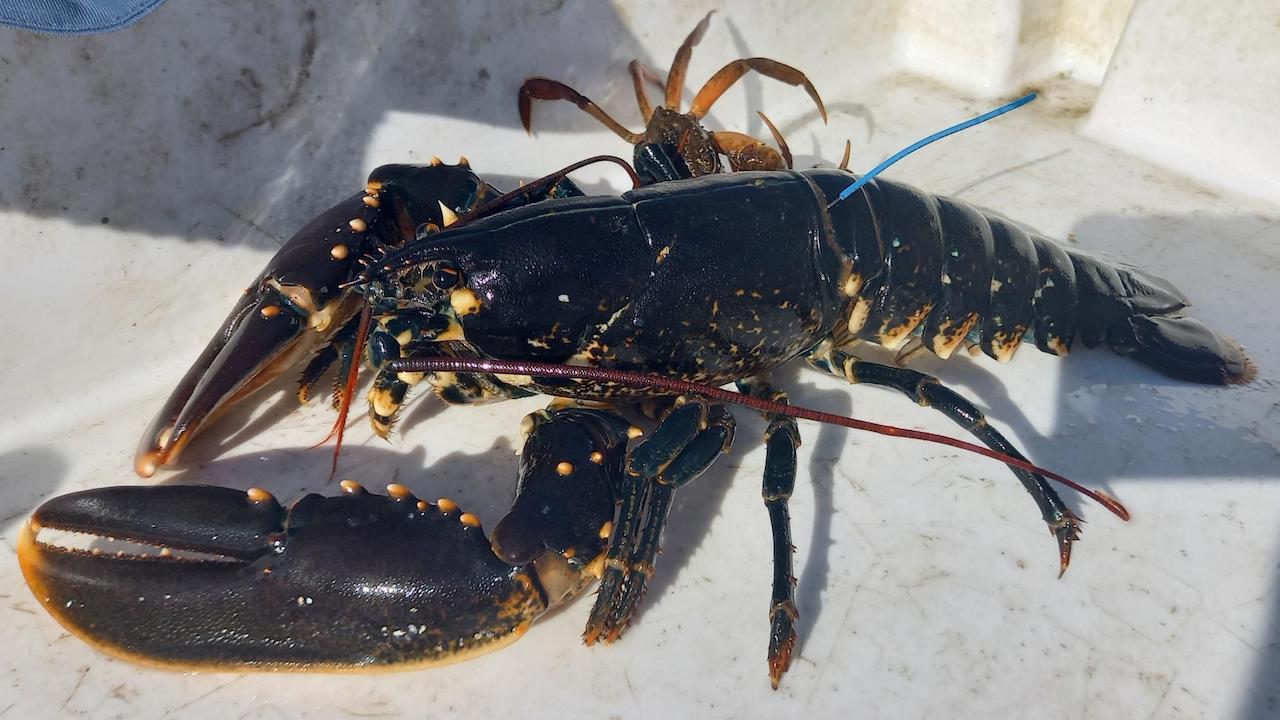 Read more about the article Taking action on lobster stock fluctuation