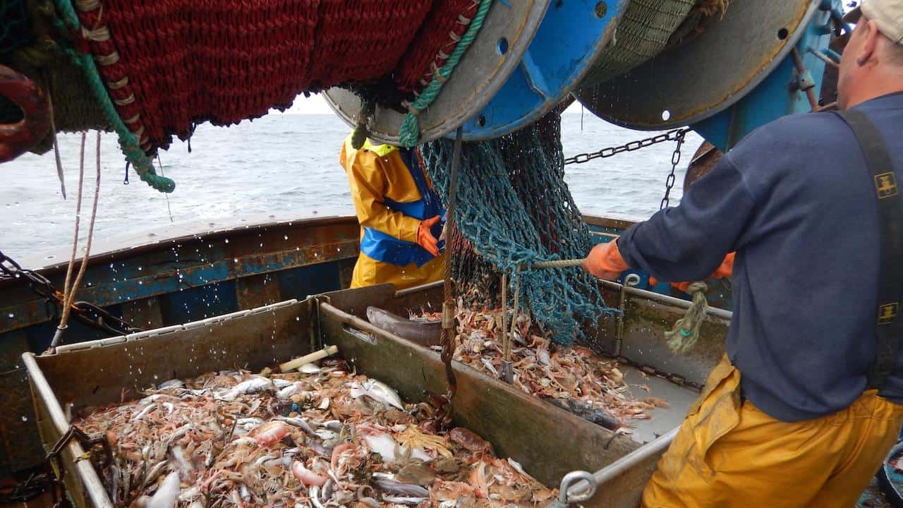 Read more about the article Pathways to a business in fishing