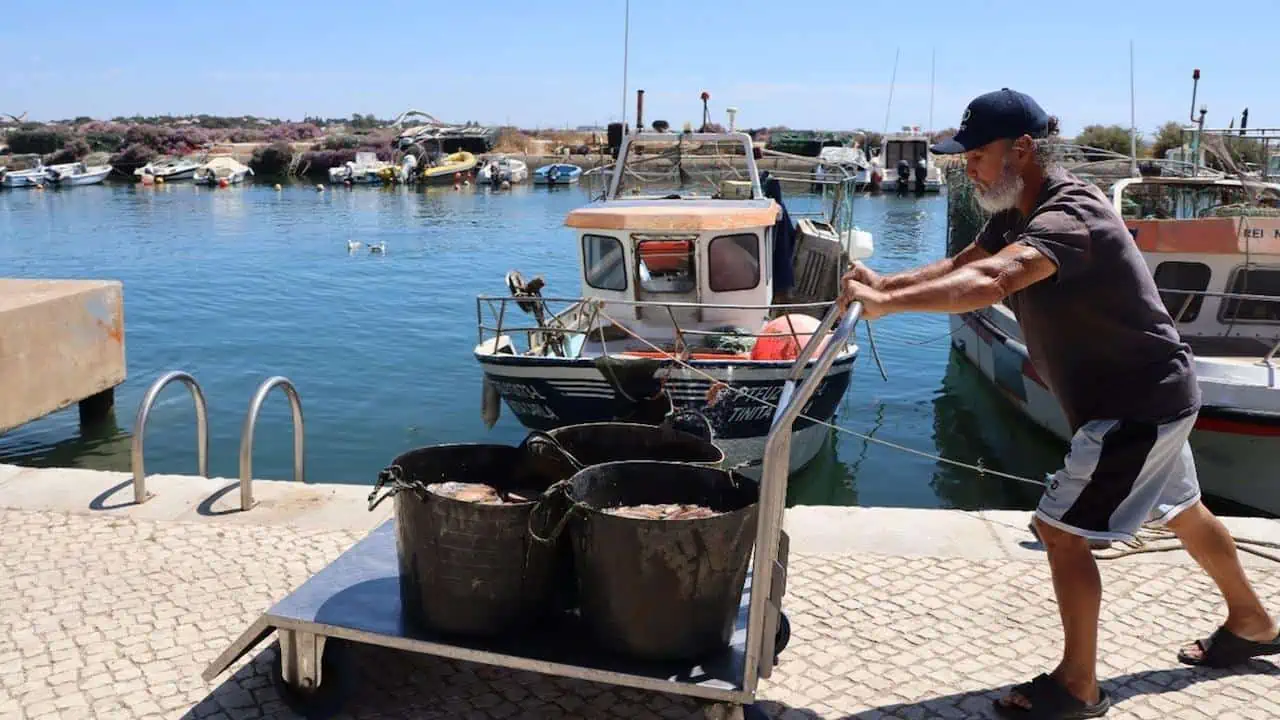 Read more about the article Management initiative listens to octopus fishermen