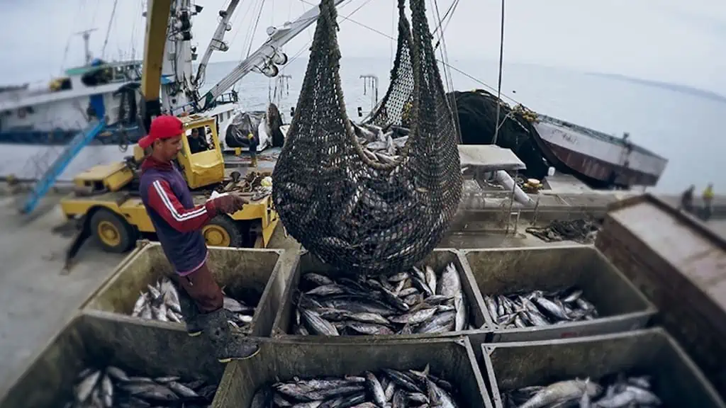 Read more about the article Ecuador and Uruguay join forces on IUU fishing