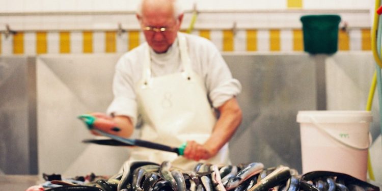 EU proposals would close the Baltic eel fishery - @ Fiskerforum