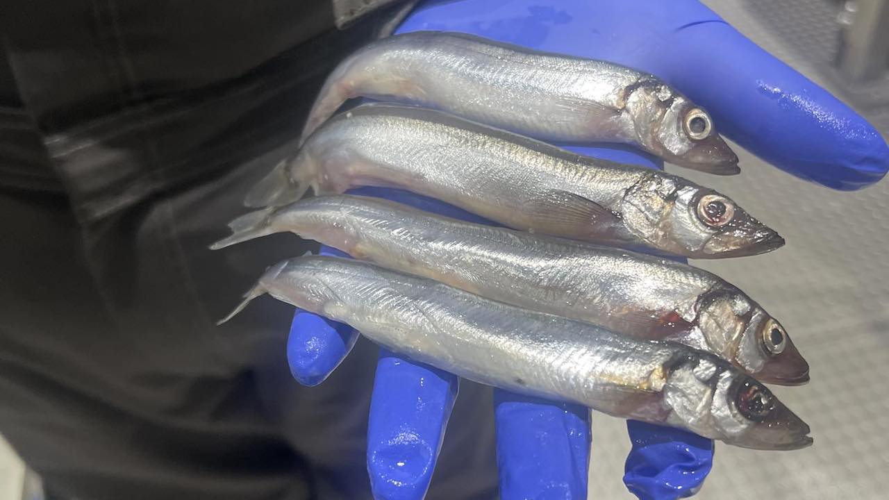 Read more about the article Barents Sea capelin processed in Iceland