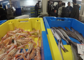 Outlining shocks to the European seafood sector