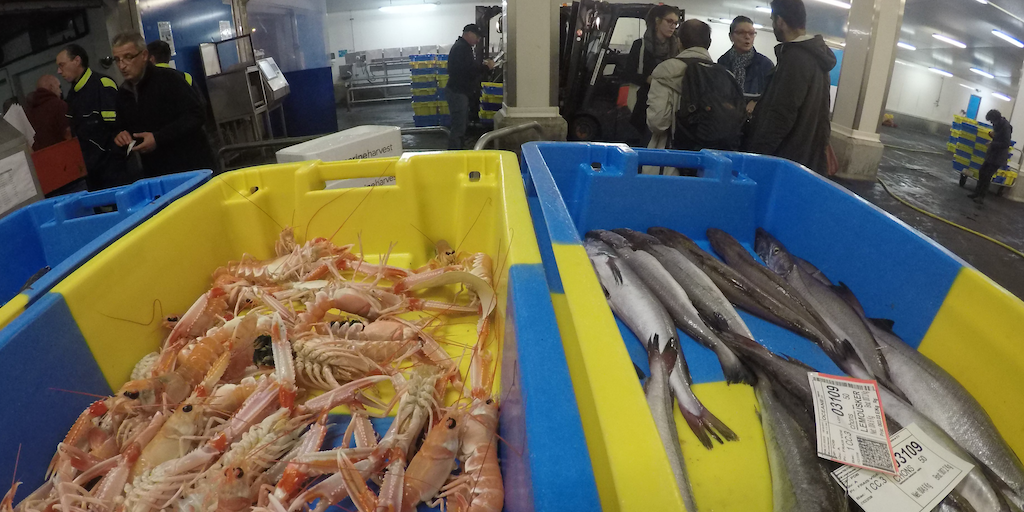 Read more about the article Outlining shocks to the European seafood sector