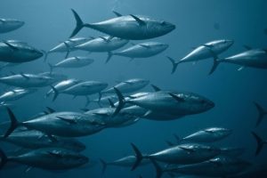 The industry had expected a higher bluefin TAC - @ Fiskerforum