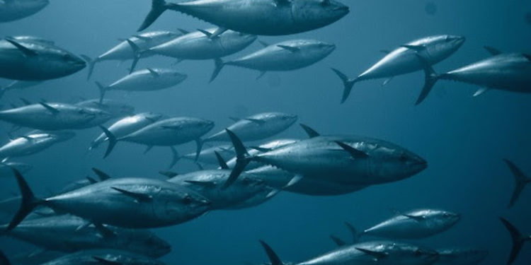 The industry had expected a higher bluefin TAC - @ Fiskerforum