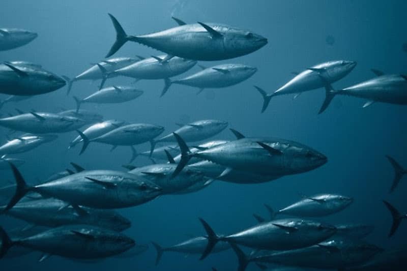 Read more about the article Europêche regrets ICCAT bluefin recommendations