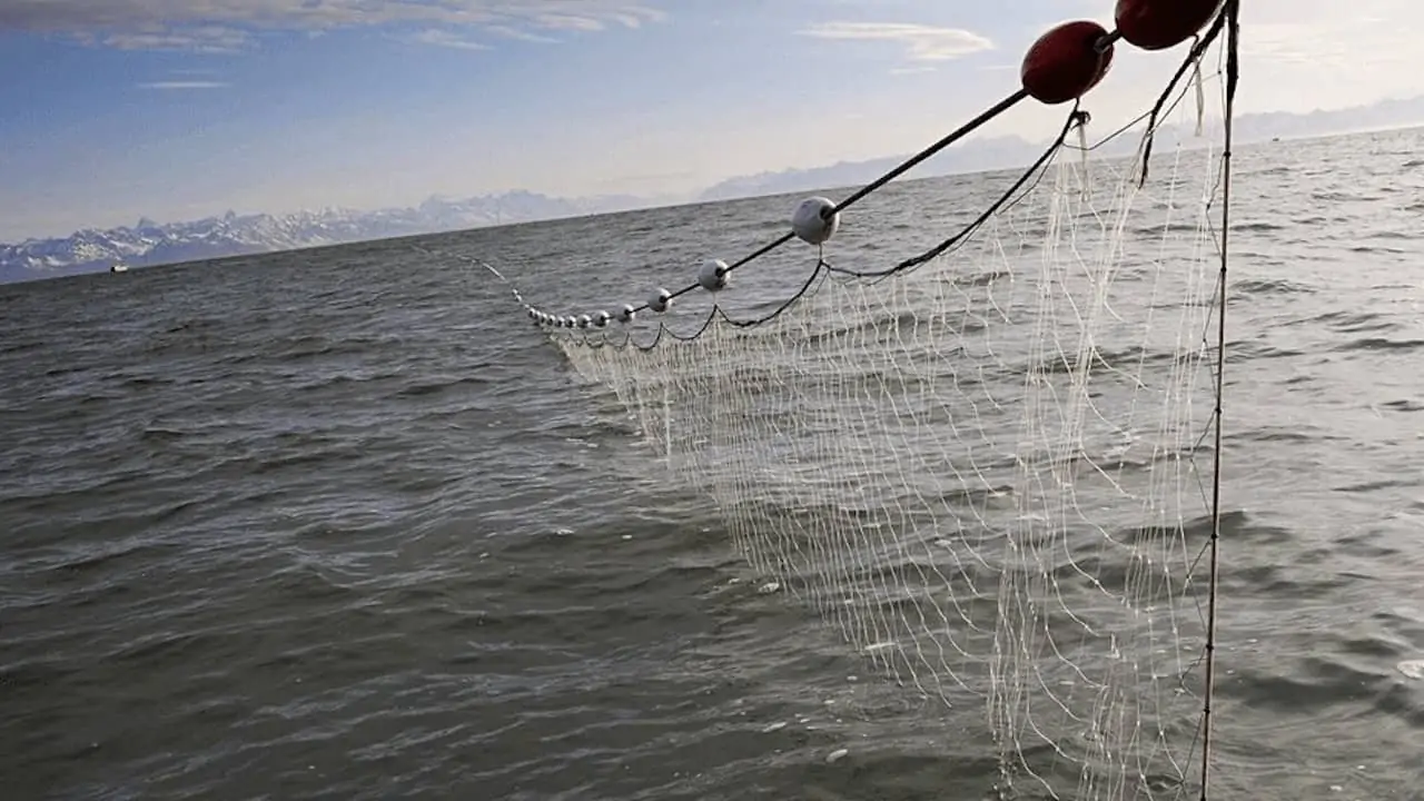 Read more about the article Time to close drift net loopholes
