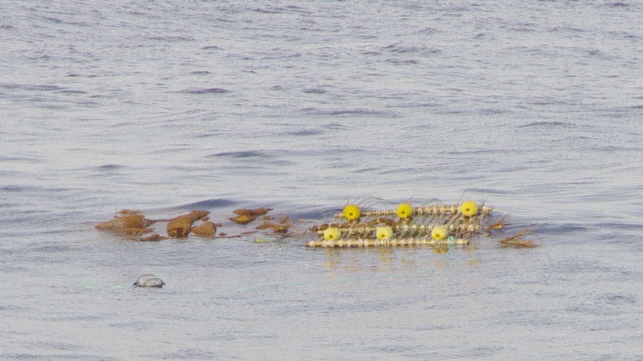 Read more about the article EU tuna operators partner in Seychelles FAD Watch Project