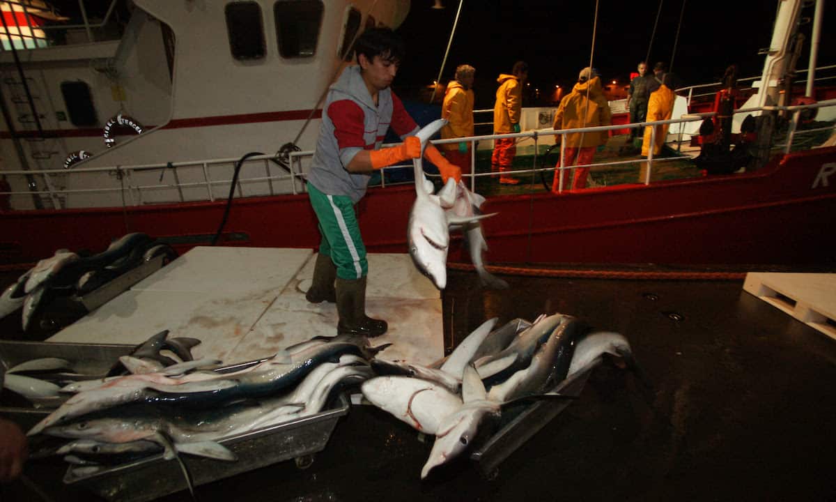 Read more about the article Europêche welcomes Commission’s stance on finning