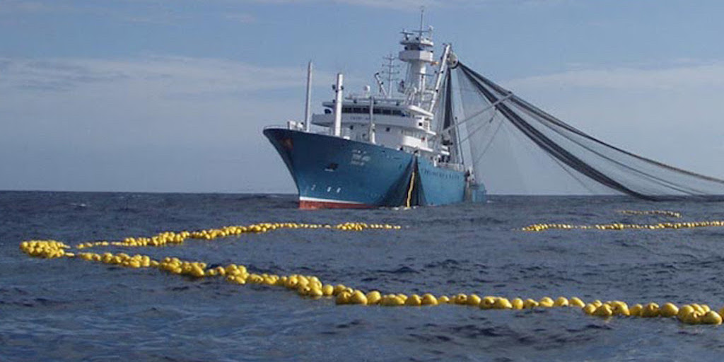 Read more about the article Opening the EU to Indonesian tuna – at what cost?