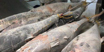 Business as usual not an option – tuna ATQ
