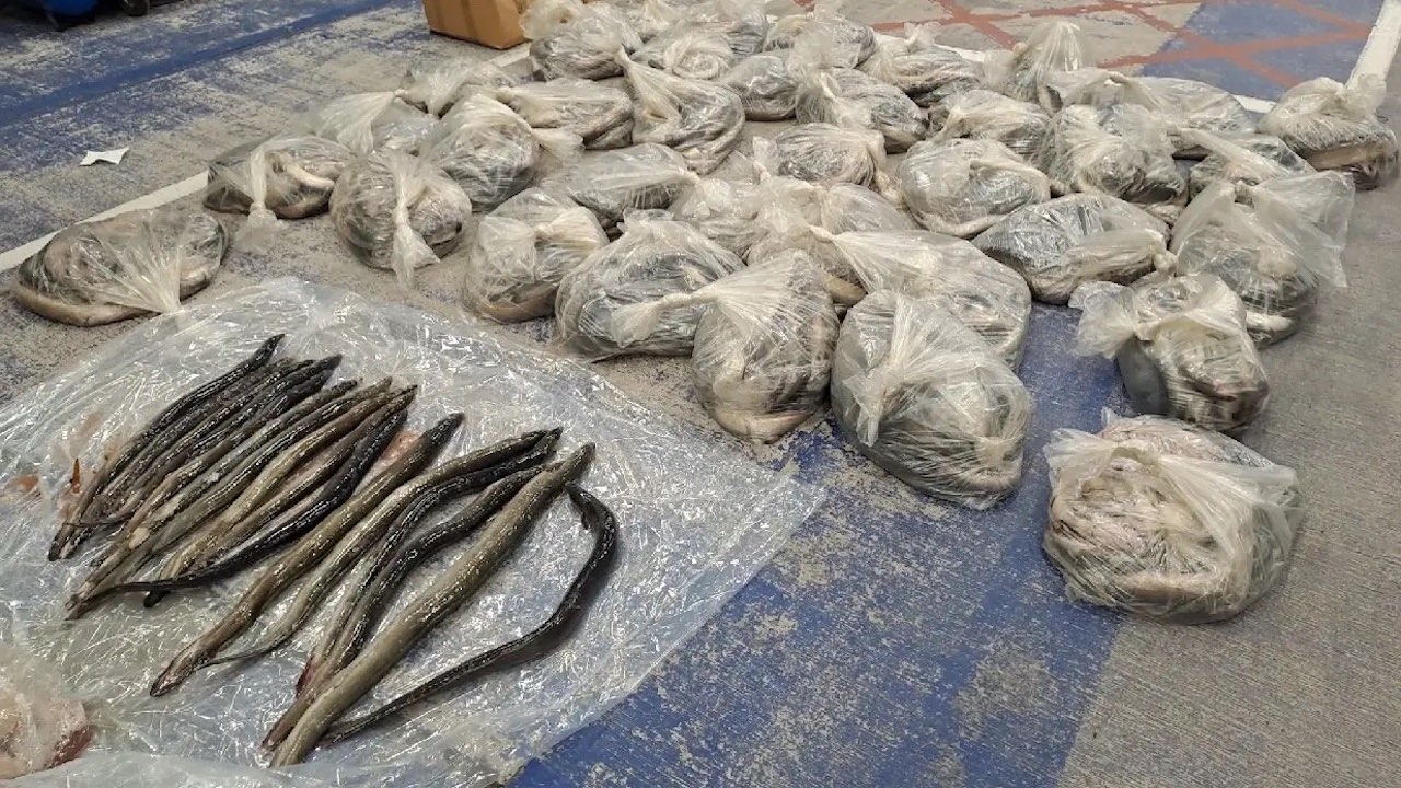 Read more about the article Major blow to billion-euro glass eel trafficking networks