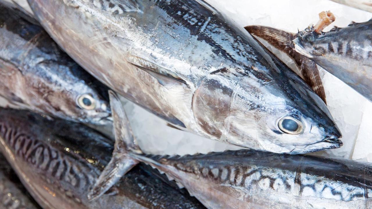 Read more about the article Senegalese tuna fishery is first in West Africa to achieve MSC certification