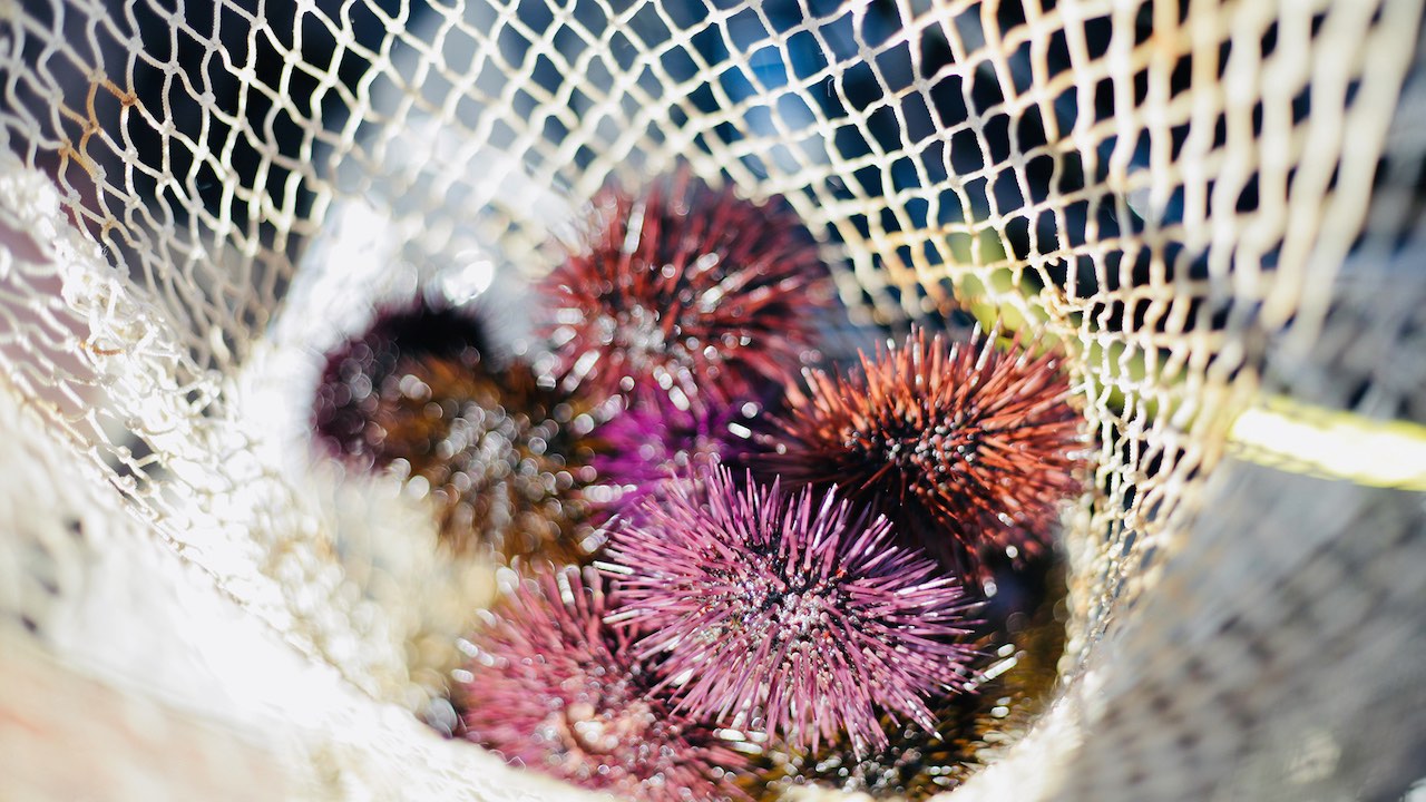 Read more about the article Boosting the long-term viability of sea urchins