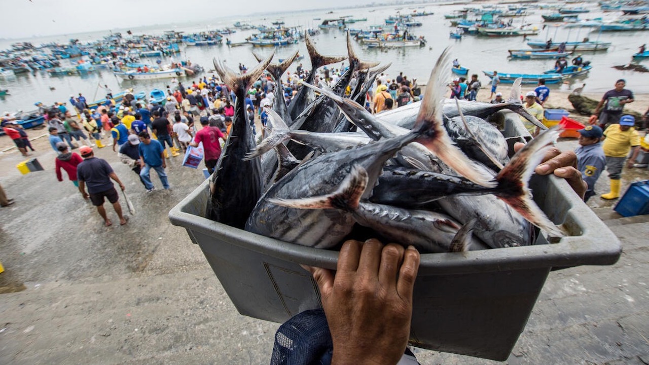 Read more about the article Global fish biomass faces steep drop, warns FAO