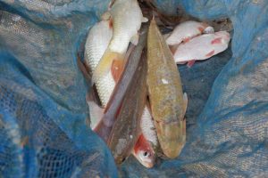 A mixed catch of wetlands fish species in Lao PDR - @ Fiskerforum
