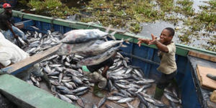 Fishermen offloading tunas in Abidjan