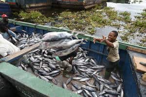 Fishermen offloading tunas in Abidjan