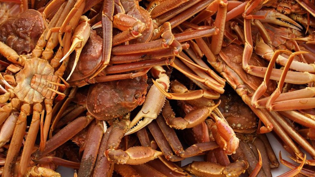Read more about the article Towards a more sustainable snow crab fishery