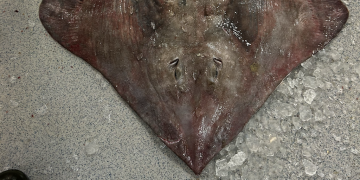 Potential skate market in South Korea