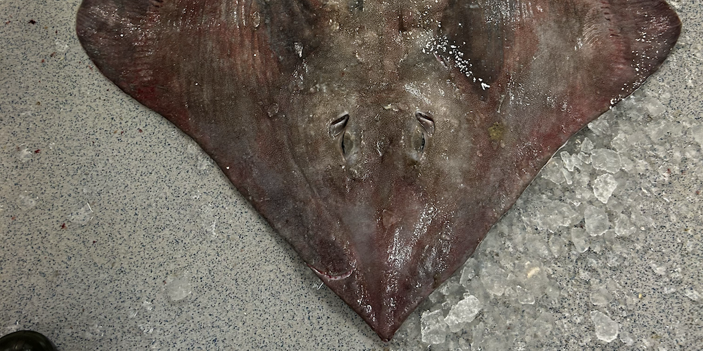 Read more about the article Potential skate market in South Korea
